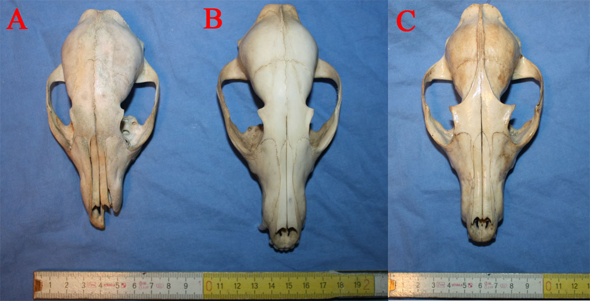 Cranio da identificare - canide